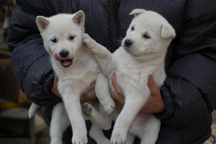 Hundraser: Kishu