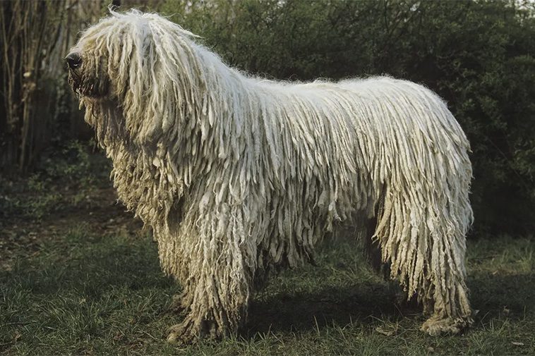 Hundraser: Komondor