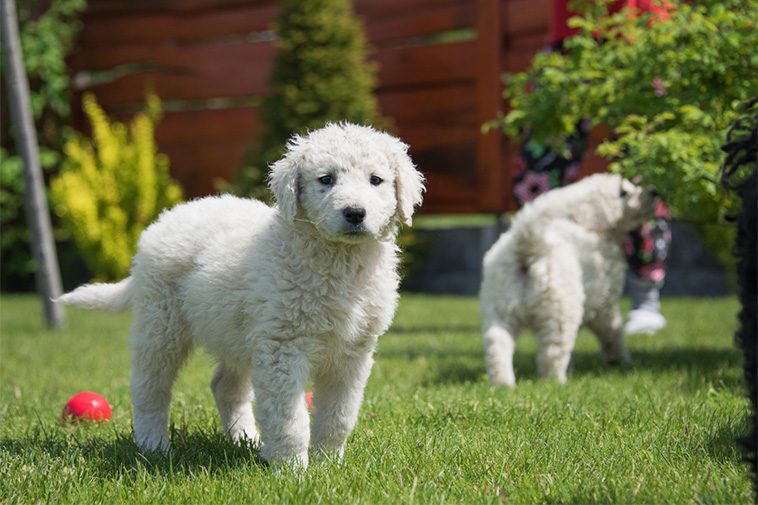 Hundraser: Kuvasz