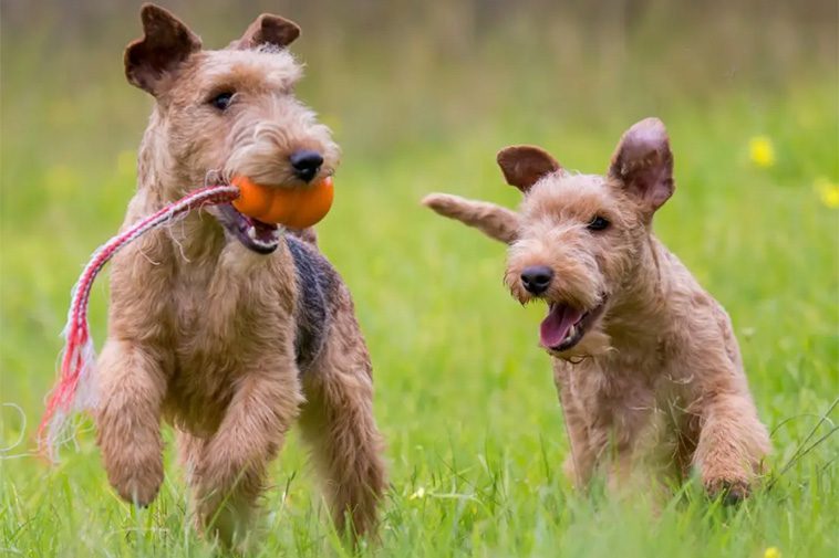 Hundraser: Lakelandterrier