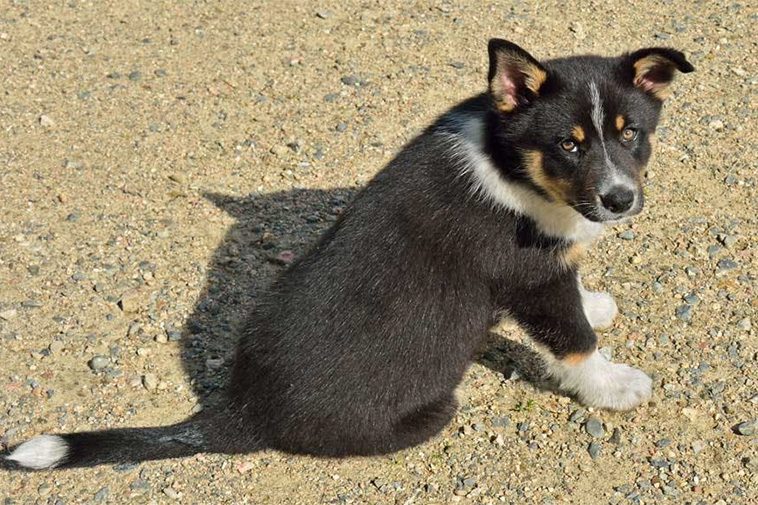 Hundraser: Lapsk Vallhund