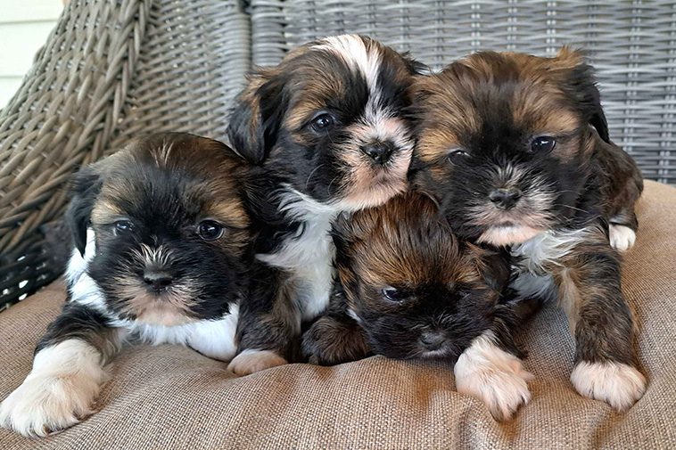 Hundraser: Lhasa Apso