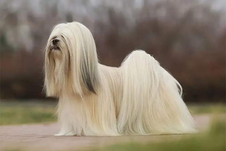 22 små hundraser som passar perfekt för den mindre aktiva ägaren: Lhaso Apso