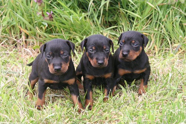 Hundraser: Manchesterterrier