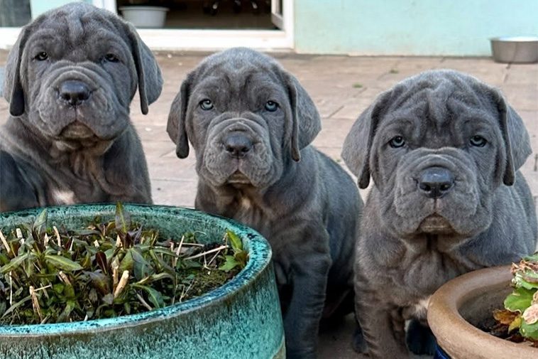 Hundraser: Mastino Napoletano