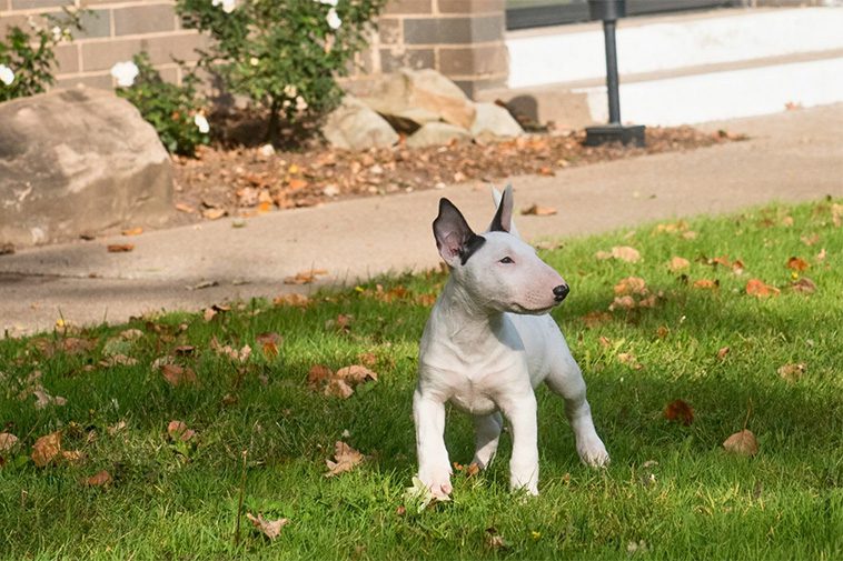 Hundraser: Miniatyrbullterrier