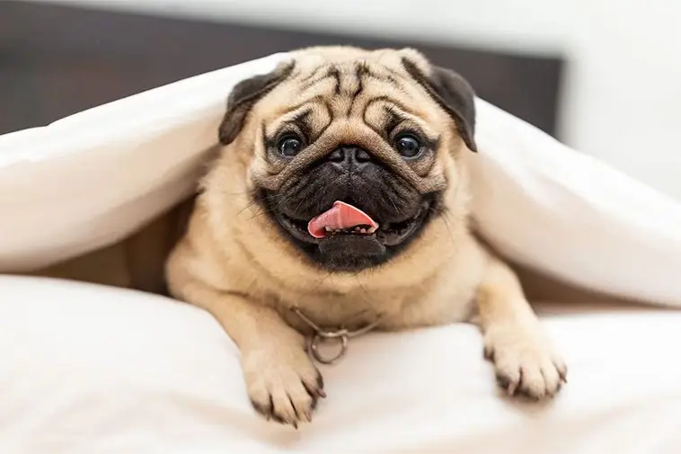 22 små hundraser som passar perfekt för den mindre aktiva ägaren: Mops