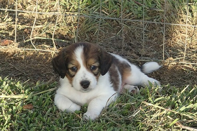 Hundraser: Nederlandse Kooikerhondje
