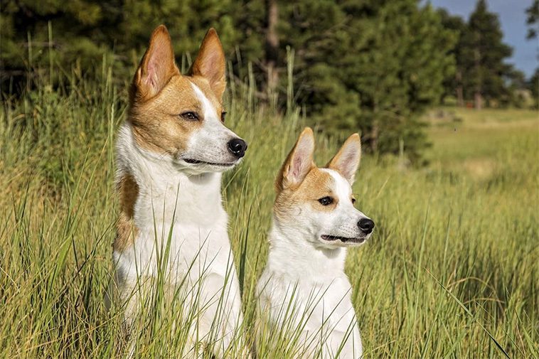 Hundraser: Norrbottenspets