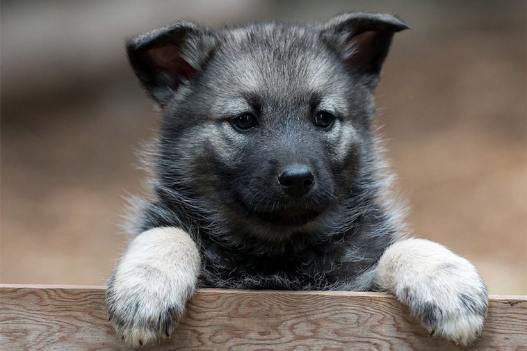 Hundraser: Norsk Älghund, Grå (Gråhund)
