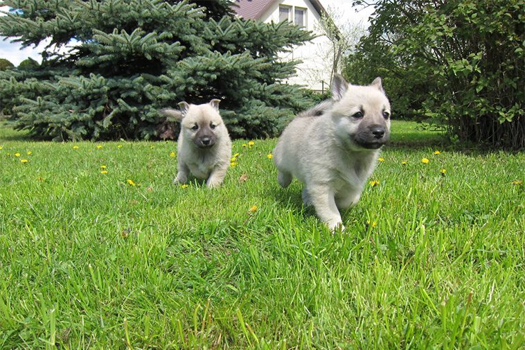Hundraser: Norsk Buhund