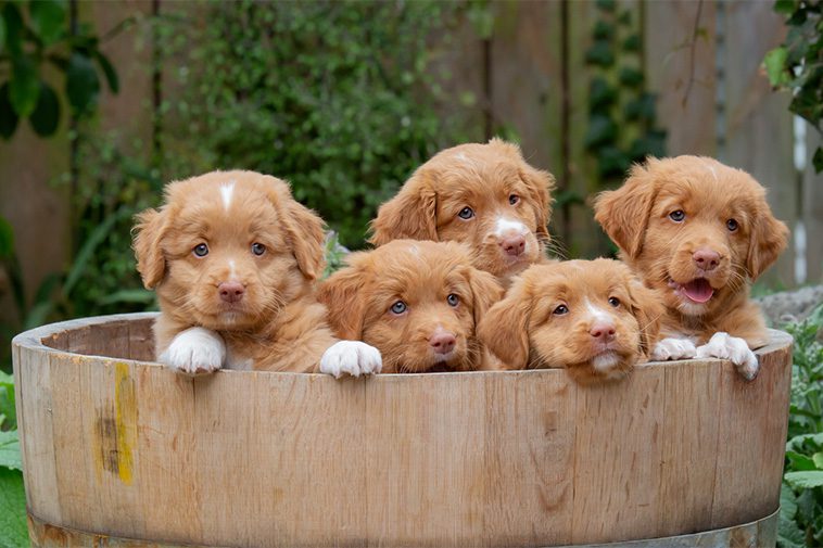 Hundraser: Nova Scotia Duck Tolling Retriever