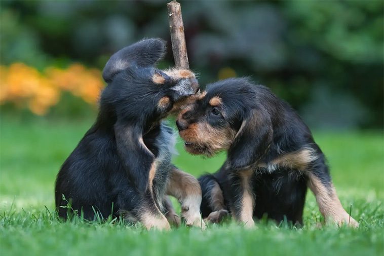 Hundraser: Otterhound