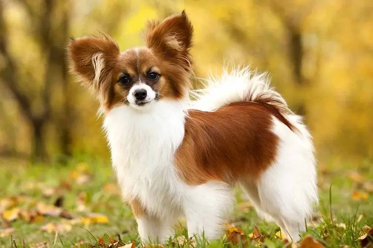 22 små hundraser som passar perfekt för den mindre aktiva ägaren: Papillon