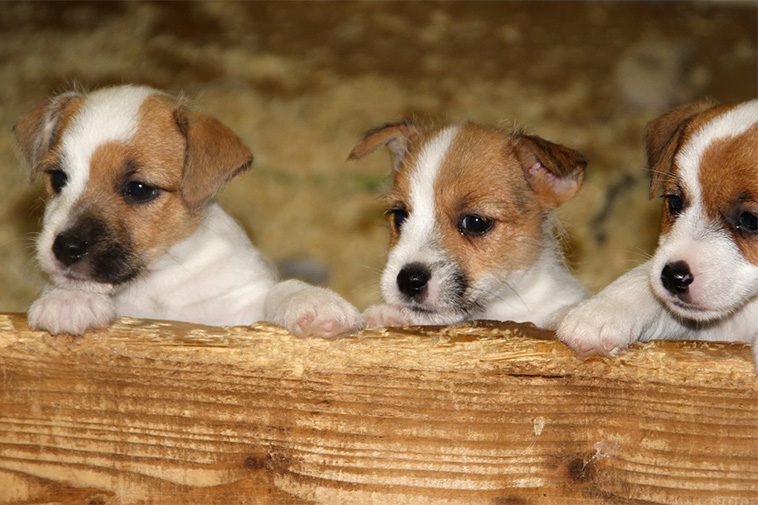 Hundraser: Parson Russell Terrier