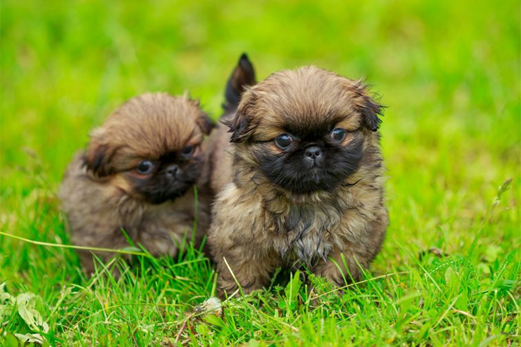 Hundraser: Pekingese