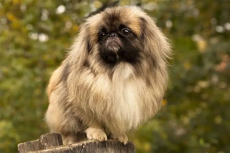 22 små hundraser som passar perfekt för den mindre aktiva ägaren: Pekingese