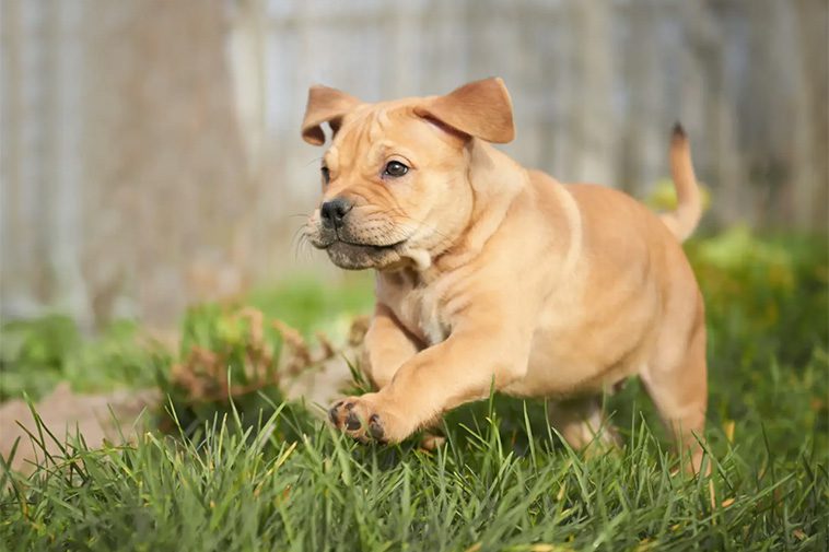 Hundraser: Perro Dogo Mallorquín / Ca de Bou
