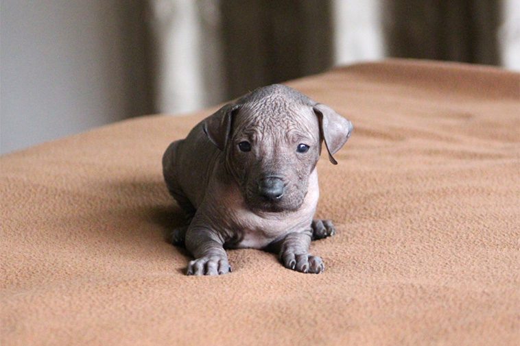 Hundraser: Perro Sin Pelo del Perú (Pequeño)