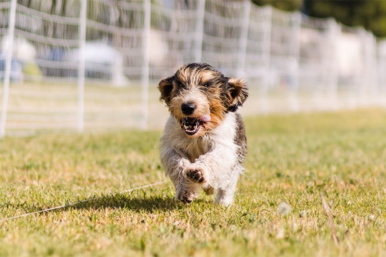 Hundraser: Petit Basset Griffon Vendéen