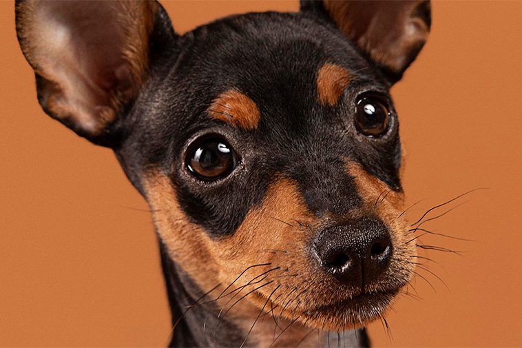Hundraser: Pinscher