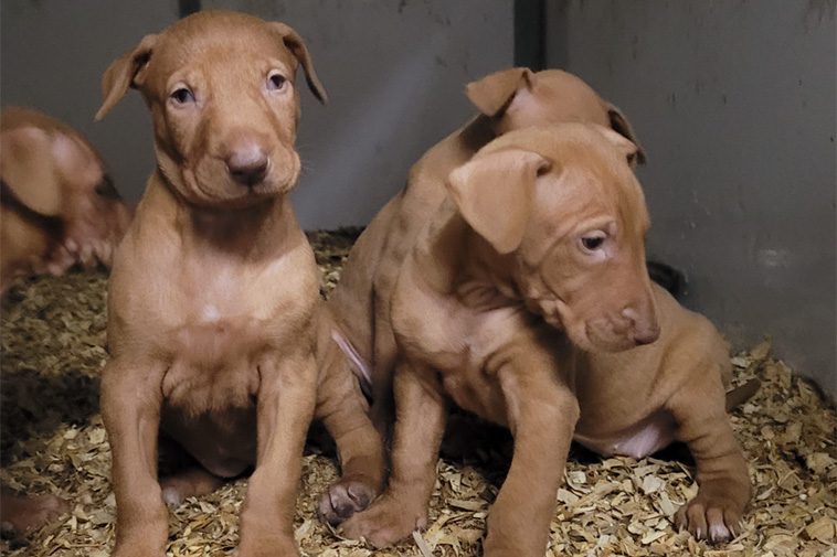 Hundraser: Podenco Canario
