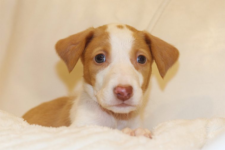 Hundraser: Podenco Ibicenco (korthårig)