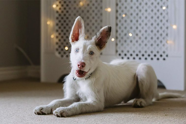 Hundraser: Podenco Ibicenco (strävhårig)