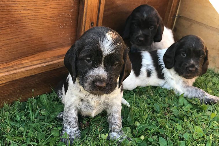 Hundraser: Polski Spaniel Myśliwski