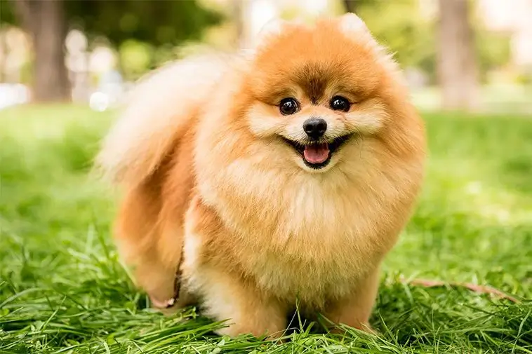 22 små hundraser som passar perfekt för den mindre aktiva ägaren: Pomeranian