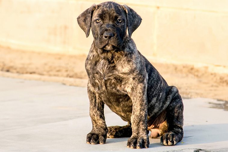 Hundraser: Presa Canario