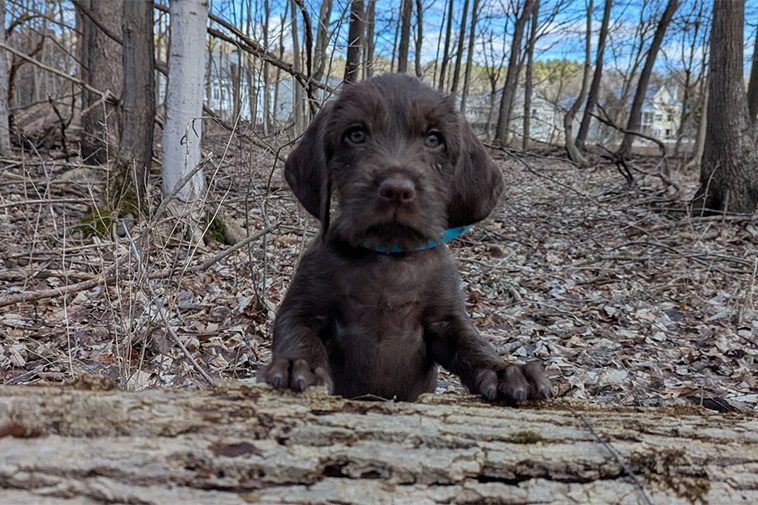 Hundraser: Pudelpointer