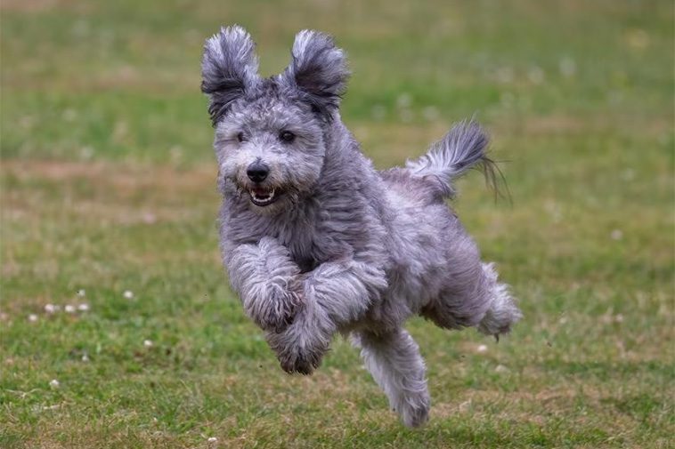 Hundraser: Pumi