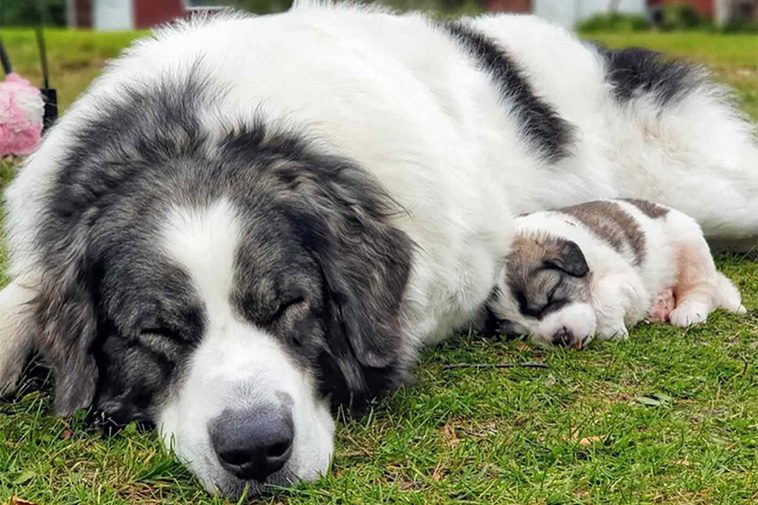 Hundraser: Pyreneisk Mastiff