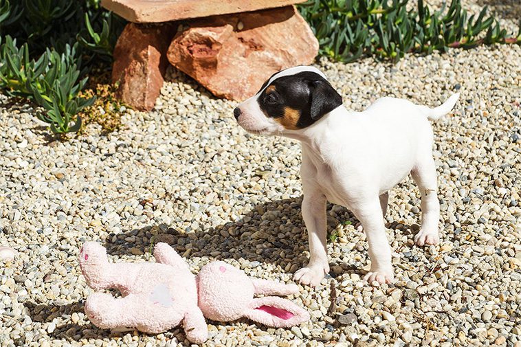 Hundraser: Ratonero Bodeguero Andaluz