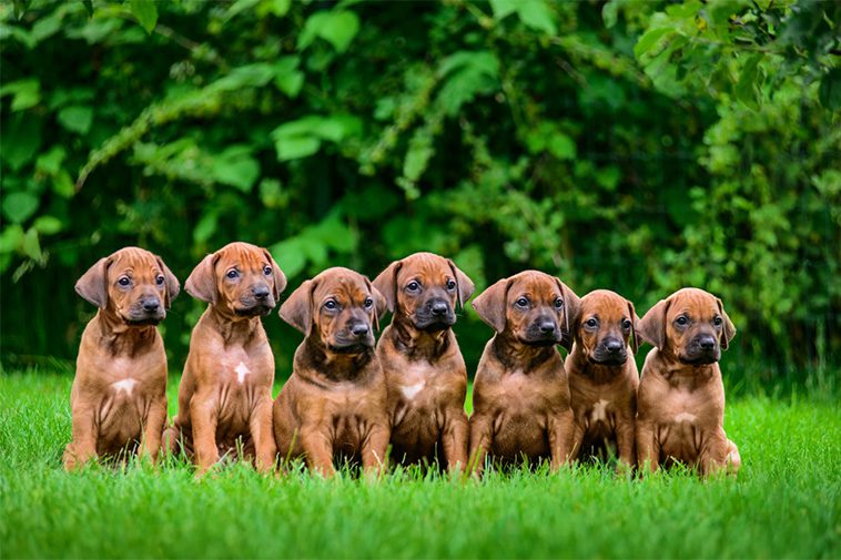 Hundraser: Rhodesian Ridgeback