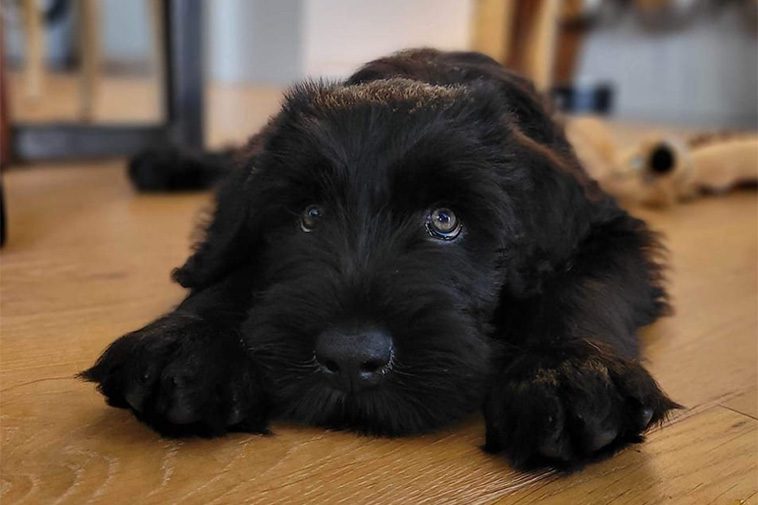 Hundraser: Rysk Svart Terrier