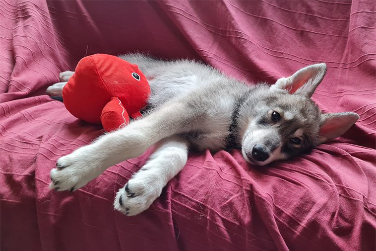 Hundraser: Saarloos Wolfhond
