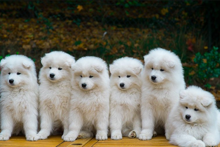 Hundraser: Samojedhund