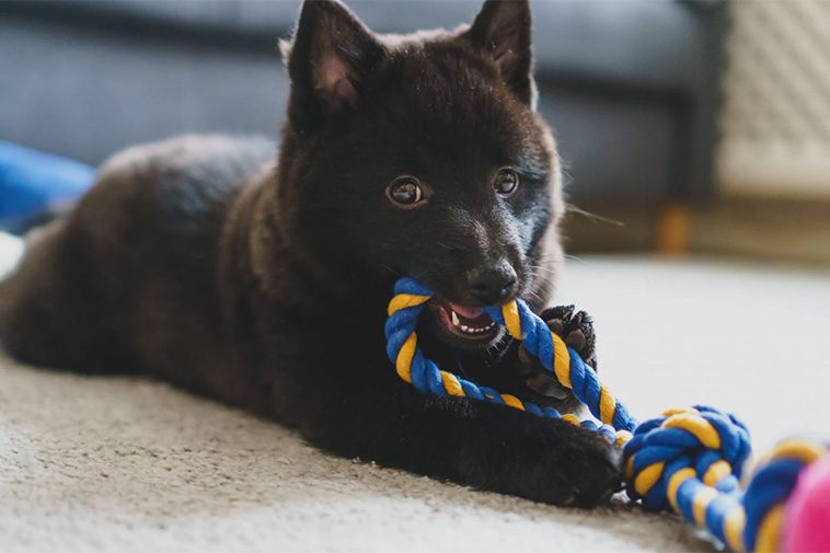 Hundraser: Schipperke