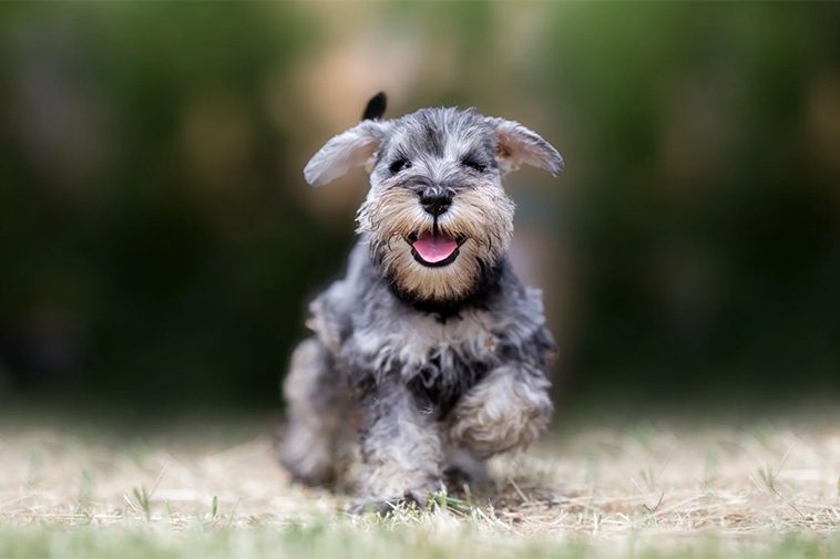 Hundraser: Schnauzer
