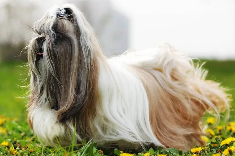 22 små hundraser som passar perfekt för den mindre aktiva ägaren: Shi Tzu