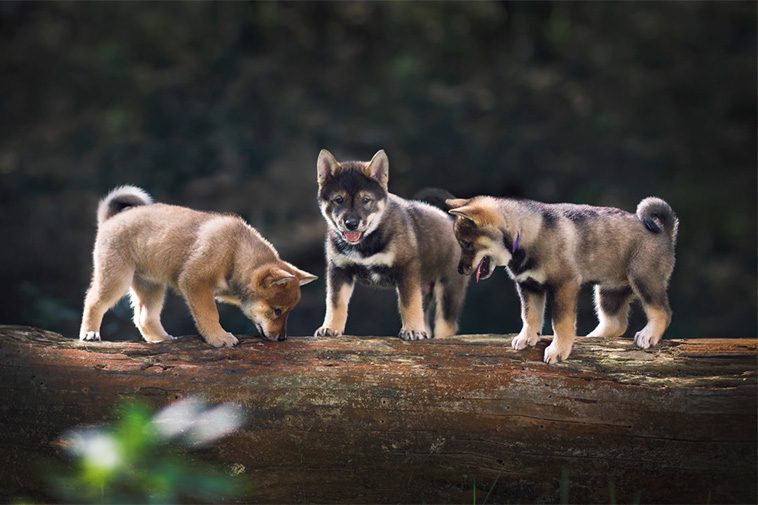 Hundraser: Shikoku