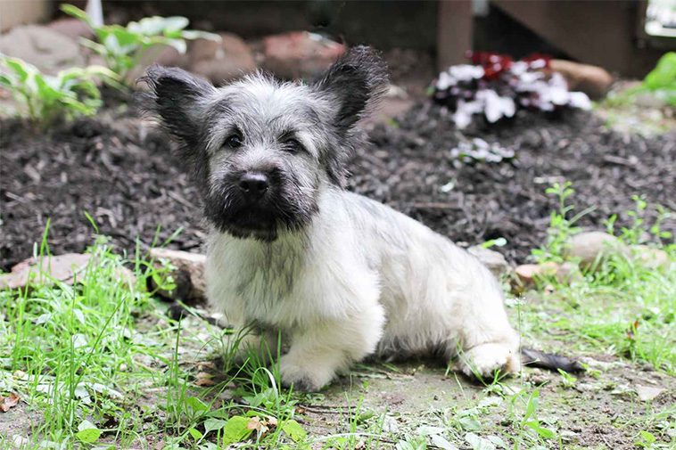 Hundraser: Skyeterrier