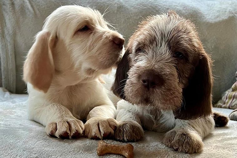 Hundraser: Spinone