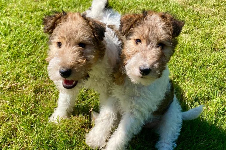 Hundraser: Strävhårig Foxterrier