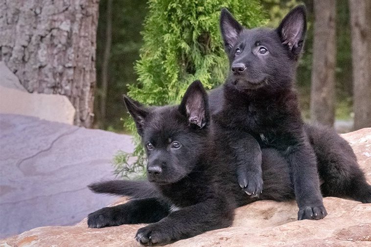 Hundraser: Svensk Lapphund