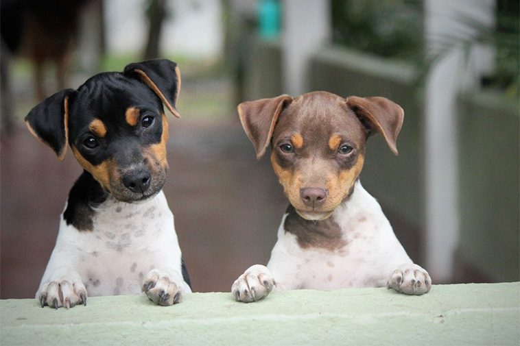 Hundraser: Terrier Brasileiro