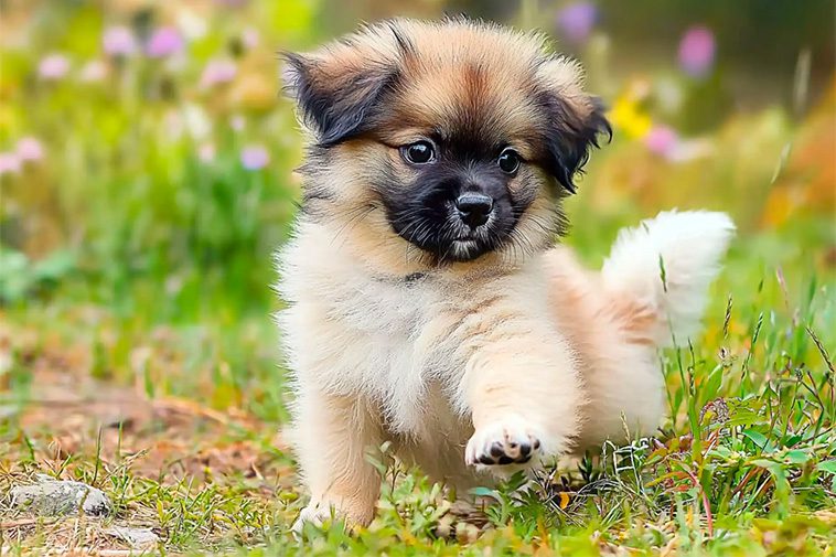 Hundraser: Tibetansk Spaniel
