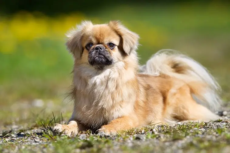 22 små hundraser som passar perfekt för den mindre aktiva ägaren: Tibetansk Spaniel